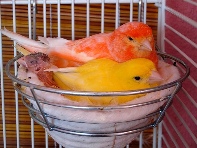 Содержание канареек и уход за ними в Ливнах