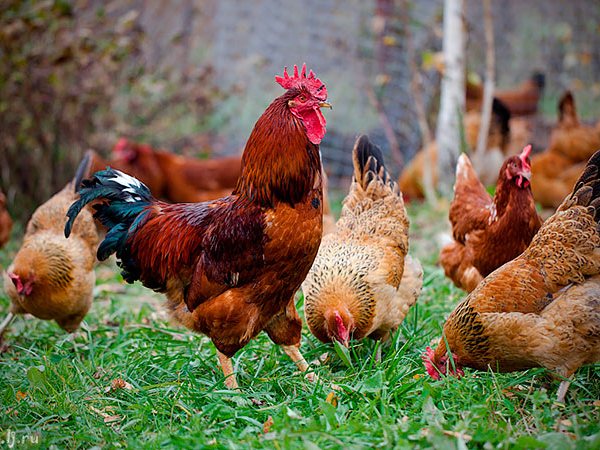 Породы куриц | ЗооТом - продажа, вязка и услуги для животных в Ливнах