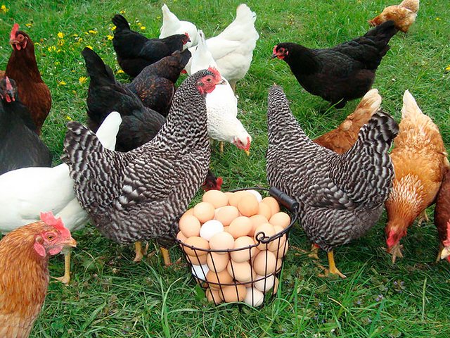Содержание кур и уход за ними | ЗооТом - продажа, вязка и услуги для животных в Ливнах