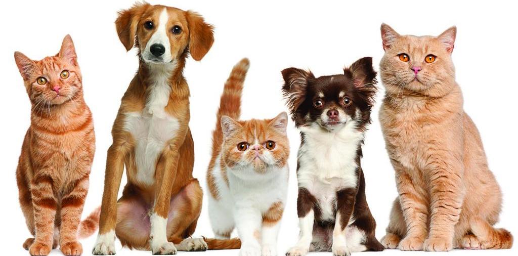 Доска объявлений о животных | ЗооТом - продажа, вязка и услуги для животных в Ливнах