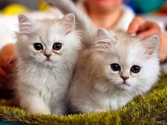 Породы кошек в Ливнах | ЗооТом портал о животных