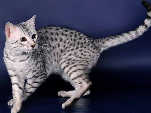 Породы кошек в Ливнах | ЗооТом портал о животных
