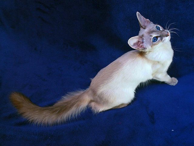 Выведенные породы кошек в Ливнах | ЗооТом портал о животных