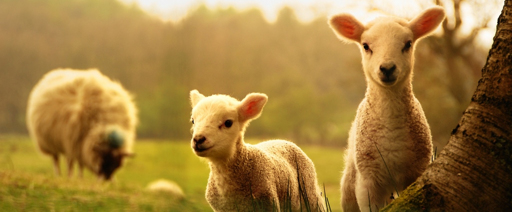 Объявления о сельскохозяйственных животных | ЗооТом - продажа, вязка и услуги для животных в Ливнах