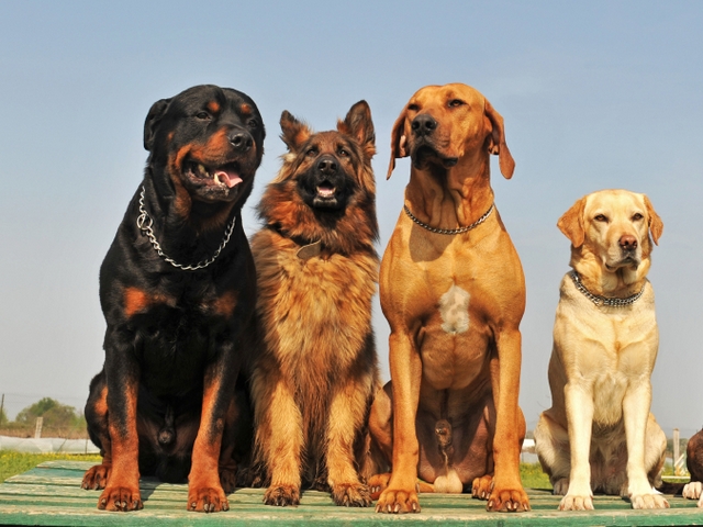 Крупные породы собак в Ливнах | ЗооТом портал о животных